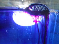 still from wonderland experiment : film by pinny grills